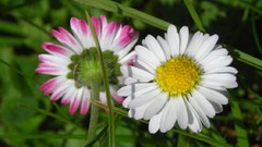 Flowers nature multicolor