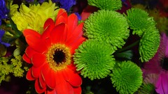 Flowers nature multicolor