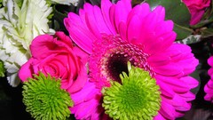 Flowers nature multicolor