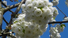 Flowers nature multicolor