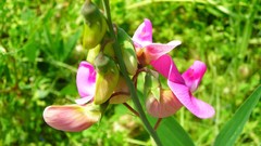 Flowers nature multicolor