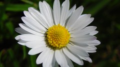 Flowers nature multicolor