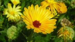 Flowers nature multicolor