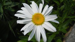 Flowers nature multicolor