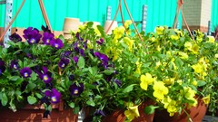 Flowers nature multicolor