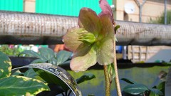 Flowers nature multicolor