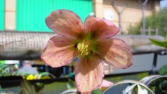 Flowers nature multicolor