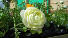 Flowers nature multicolor