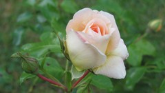 Flowers nature multicolor