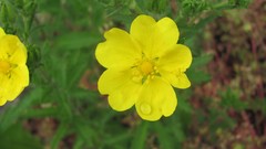 Flowers nature multicolor