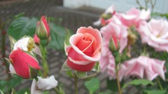 Flowers nature multicolor