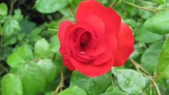 Flowers nature multicolor