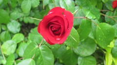 Flowers nature multicolor