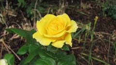 Flowers nature multicolor