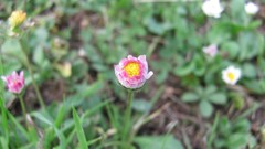 Flowers nature multicolor