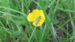 Flowers nature multicolor