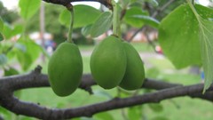 Flowers nature multicolor
