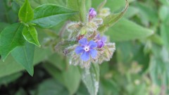 Flowers nature multicolor