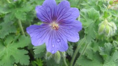 Flowers nature multicolor