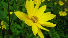 Flowers nature multicolor