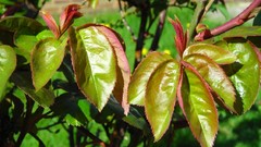 Flowers nature multicolor