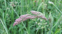 Flowers nature multicolor