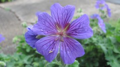 Flowers nature multicolor