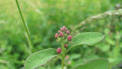 Flowers nature multicolor