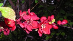 Flowers nature multicolor