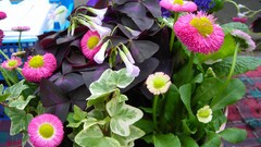 Flowers nature multicolor