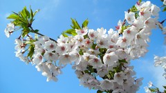 Flowers nature multicolor