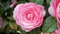 Flowers nature multicolor