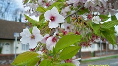 Flowers nature multicolor