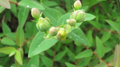 Flowers nature multicolor