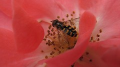 Flowers nature multicolor