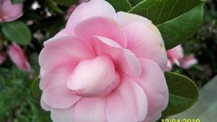 Flowers nature multicolor