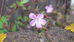 Flowers nature multicolor
