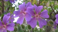 Flowers nature multicolor