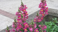 Flowers nature multicolor