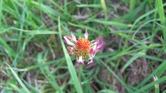 Flowers nature multicolor