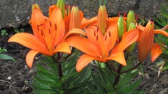 Flowers nature multicolor