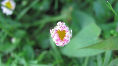 Flowers nature multicolor