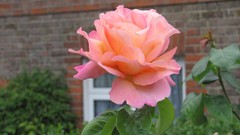 Flowers nature multicolor