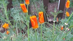 Flowers nature multicolor