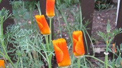 Flowers nature multicolor