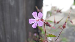 Flowers nature multicolor
