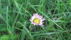 Flowers nature multicolor