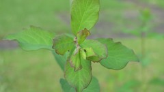 Flowers nature multicolor