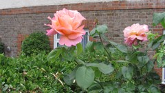 Flowers nature multicolor