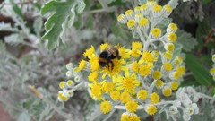 Flowers nature multicolor